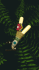 Kuripy Palo Santo Rape Pipe and Eagle Beads